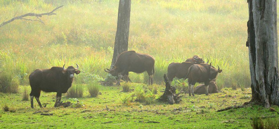 Nagarahole National Park
