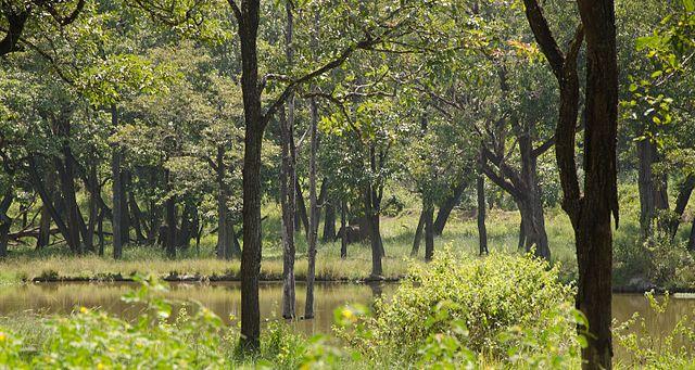 Wayanad Wildlife Sanctuary