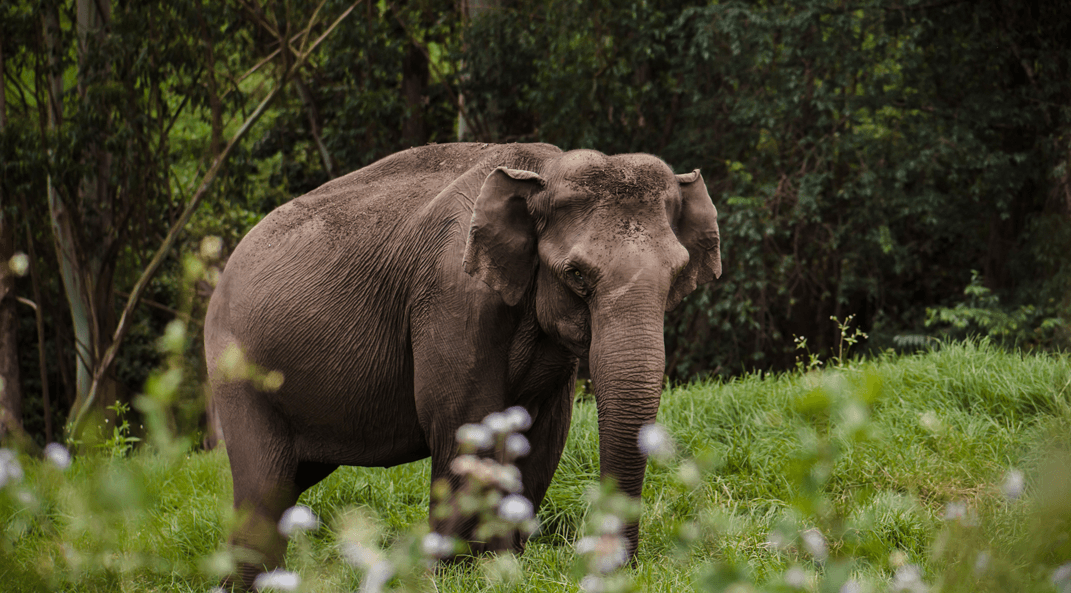 Tholpetty Safari Point